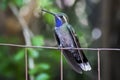 Blue Throated Hummingbird Perched on Fence in Close Up Profile