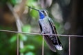 Blue Throated Hummingbird With Tongue Sticking Out