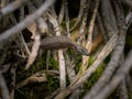 A blue throated keeled lizard resting between branches