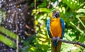 Blue-throated macaw Royalty Free Stock Photo