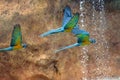 The blue-throated macaw Ara glaucogularis or Ara caninde, also known as the Caninde macaw or Wagler`s macaw, a group of macaws