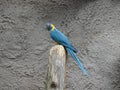 Blue-throated Macaw - Ara glaucogularis Royalty Free Stock Photo