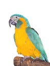 Blue-throated macaw (Ara glaucogularis)