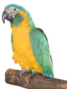 Blue-throated macaw (Ara glaucogularis)