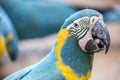 The blue-throated macaw (Ara glaucogularis previously Ara caninde)