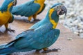 The blue-throated macaw (Ara glaucogularis previously Ara caninde)