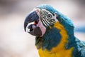 The blue-throated macaw (Ara glaucogularis previously Ara caninde)