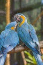 The blue-throated macaw
