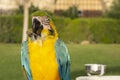 Blue-throated macaw with a bright yellow belly, turquoise wings and head Royalty Free Stock Photo