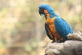 Blue-throated macaw