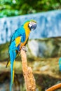 Blue throated macaw in Thai Royalty Free Stock Photo