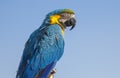 Blue-throated macaw (Ara glaucogularis)