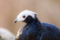 The blue-throated piping guan Pipile cumanensis, portrait of a bird from the family Cracidae