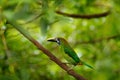 Blue-throated Toucanet, Aulacorhynchus caeruleogularis, green toucan bird in the nature habitat. Exotic animal in tropical forest,