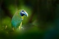 Blue-throated Toucanet, Aulacorhynchus caeruleogularis, green toucan in the nature habitat, mountains in Costa Rica. Wildlife