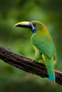 Blue-throated Toucanet, Aulacorhynchus caeruleogularis, green toucan in the nature habitat, mountains in Costa Rica. Wildlife