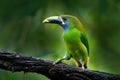 Blue-throated Toucanet, Aulacorhynchus caeruleogularis, green toucan in the nature habitat, mountains in Costa Rica. Wildlife