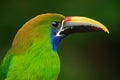 Blue-throated Toucanet, Aulacorhynchus prasinus, detail portrait of green toucan bird in the nature habitat, Costa Rica