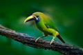 Blue-throated Toucanet, Aulacorhynchus prasinus, green toucan bird in the nature habitat, exotic animal in tropical forest, Mexico