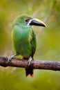 Blue-throated Toucanet, Aulacorhynchus prasinus, green toucan in the nature habitat, Colombia