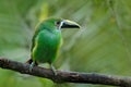 Blue-throated Toucanet, Aulacorhynchus prasinus, green toucan in the nature habitat, Colombia