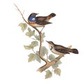 Blue Throated Warbler Bird Vector