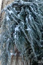 Blue thuja tree covered with snow and ice, bending frozen branches. Royalty Free Stock Photo