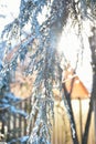 Blue thuja tree covered with snow and ice. Sun shining through bending branches. Royalty Free Stock Photo