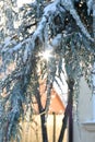 Blue thuja tree covered with snow and ice. Sun shining through bending branches. Royalty Free Stock Photo