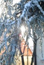 Blue thuja tree covered with snow and ice. Sun shining through bending branches. Royalty Free Stock Photo