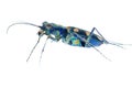 Blue tiger beetle