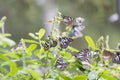 Blue tiger Butterflies in Anuradhapura Mihinthale Sri Lanka under drizling weather Royalty Free Stock Photo