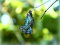 Blue Tiger Butterfly Busy On Mating Royalty Free Stock Photo