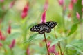 Blue tiger butterfly on cockscomb flower with green blurred background Royalty Free Stock Photo