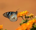 Blue Tiger Butterfly Royalty Free Stock Photo