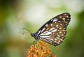 Blue tiger butterfly on green background Royalty Free Stock Photo