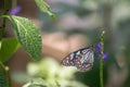 Blue tiger butterfly insect sitting on a leaf on a plant in a garden Royalty Free Stock Photo