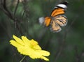 Blue Tiger Butterfly in Kerala