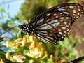 Blue Tiger Butterfly in Kerala