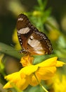 Blue Tiger Butterfly in Kerala