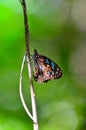 Blue Tiger butterfly profile side view Royalty Free Stock Photo