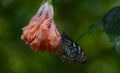 Blue tiger butterfly - side view Royalty Free Stock Photo