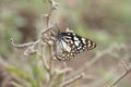 Blue tiger butterfly on a stem Royalty Free Stock Photo