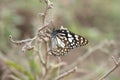 Blue tiger butterfly on a stem