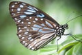 Blue tiger butterfly - tirumala hamata Royalty Free Stock Photo