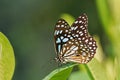 Blue Tiger butterfly Tirumala limniace Royalty Free Stock Photo