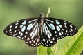 Blue Tiger butterfly Tirumala limniace Royalty Free Stock Photo