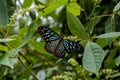 Blue Tiger Butterfly - Tirumala limniace Royalty Free Stock Photo