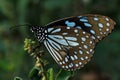 Blue tiger butterfly, Tirumala limniace, Lalbagh, Bangalore, Karnataka, India Royalty Free Stock Photo