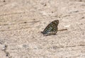 Blue Tiger Butterfly Tirumala limniace perching on cement concreate floor Royalty Free Stock Photo